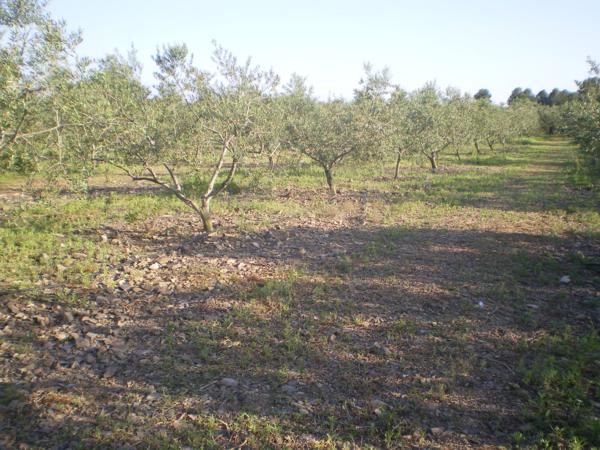 Finca rústica en RIUDECOLS-BOTARELL